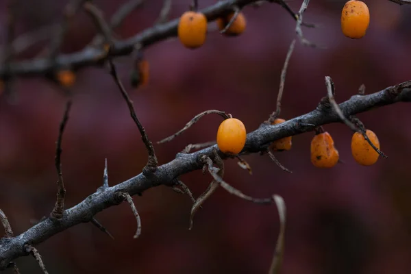 Sonbaharın sonlarında bir dalda yabani deniz dikenli turuncu meyveler.. — Stok fotoğraf