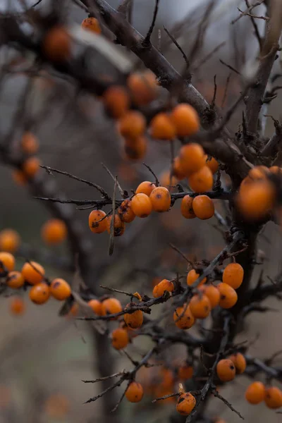 Pomarańczowy jagoda dziki rokitnik na gałąź późny jesień. — Zdjęcie stockowe