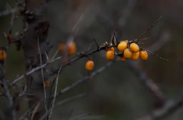 Pomerančové bobule z divokého rakytníku na větvi na konci podzimu. — Stock fotografie