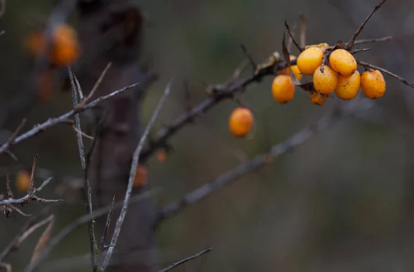 Orange berries of wild sea buckthorn on a branch in late autumn. — Stock Photo, Image