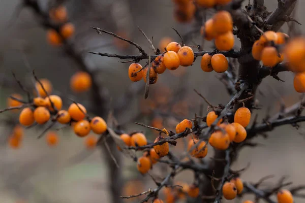 Bacche arancioni di olivello spinoso selvatico su un ramo in tardo autunno . — Foto Stock