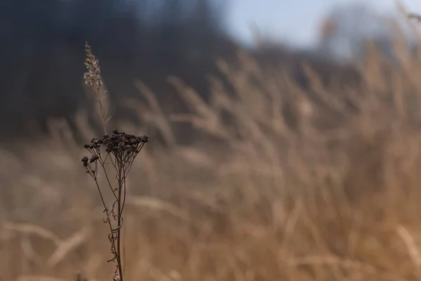 Struiken van wild gras in de late herfst achtergrond. — Stockfoto