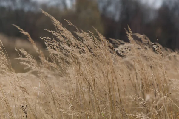 Struiken van wild gras in de late herfst achtergrond. — Stockfoto