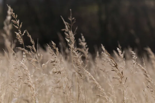 Struiken van wild gras in de late herfst achtergrond. — Stockfoto