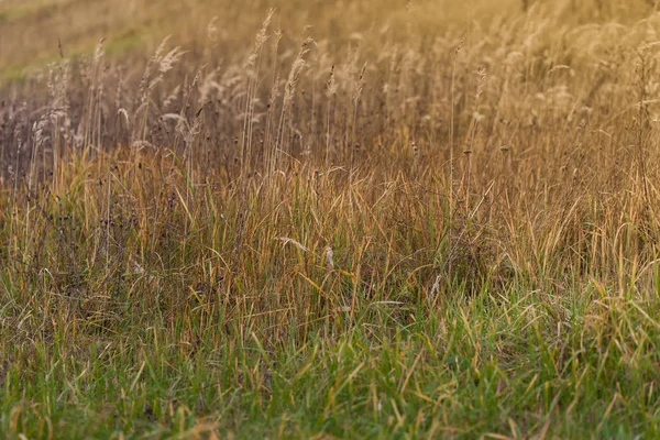 Struiken van wild gras in de late herfst achtergrond. — Stockfoto