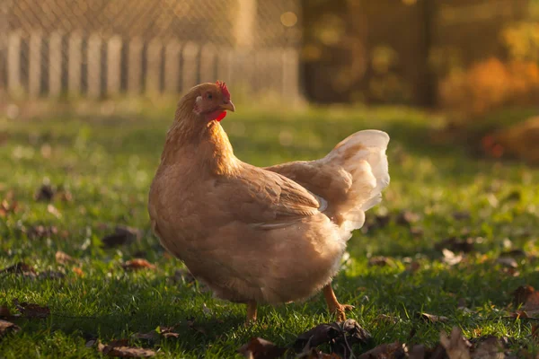 Geyik yavrusu gibi güzel bir tavuk altın sonbaharda küçük bir çiftlikte yürüyor.. — Stok fotoğraf