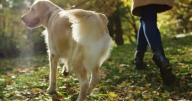 Tasmalı şirin beyaz labrador 'un yakını yeşil çimlerin üzerinde sarı yapraklarla parkta yürüyor. Sonbahar. Açık hava.