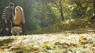 Şirin bir köpek ile sonbahar parkın içinden tasma geziniyor ve el ele tutarak genç mutlu bir çift. Güneşli bir gün. Büyük ruh. Açık havada