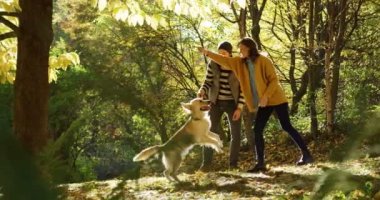 Bir sopayla beyaz labrador eğitim çekici genç bir çift. Güz ortasında güneşli güzel park. Açık
