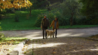 Bir yol tarafından kadar sevimli bir labrador ile sonbahar parkın içinden tasma geziniyor ve el ele tutarak genç neşeli bir çift. Güneşli havalarda. Güzel bir ruh hali. Açık
