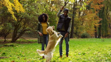 Genç çekici Afro-Amerikan erkek ve kadın bir labrador ve pitoresk Sonbahar Park bir sopa ile oynarken eğleniyor. Güneşli bir gün. Açık havada
