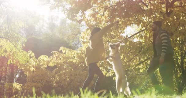 Joven pareja alegre divirtiéndose y jugando con un labrador blanco saltando en el parque de la luz del sol. Hermoso otoño soleado. Exterior — Vídeos de Stock