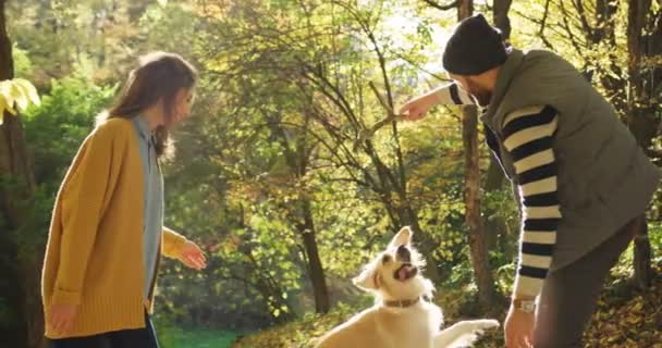 Riendo alegre pareja jugando con un labrador blanco saltando a un palo. Clima soleado en un hermoso parque en otoño. Afuera. — Vídeos de Stock