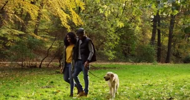 Junges fröhliches afrikanisch-amerikanisches Paar, das mit einem niedlichen Hund an der Leine durch den herbstlichen Park spaziert und sich unterhält. sonniger Tag. Tolle Stimmung. Außenbereich — Stockvideo