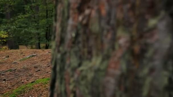 청바지와 흰색 부츠 숲에서 산책 피트 닫습니다. 젊은 여자는 그녀의 손에 숲에서 나무 들 사이 지도 함께 도보. 외부 — 비디오