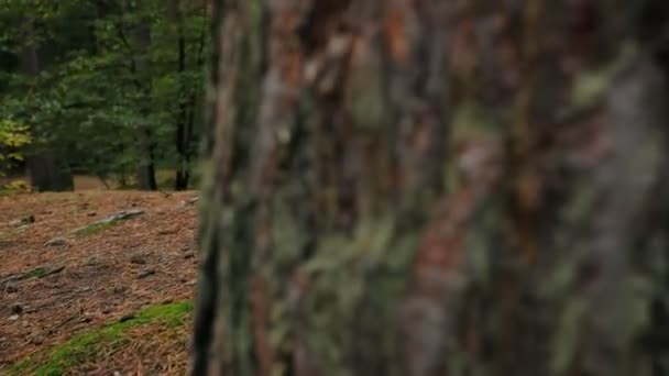 Gros plan des pieds en jeans et bottes blanches marchant dans la forêt. Jeune femme marchant avec une carte dans les mains parmi les arbres de la forêt. Extérieur — Video