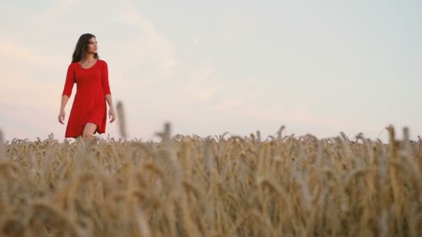Giovane donna in abito rosso a piedi nel campo d'oro durante il tramonto colorato e sensazione di felicità . — Video Stock