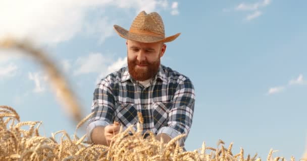 Portrait Cheerful Red Haired Male Farmer Standing Field Touching Wheat — Stock Video