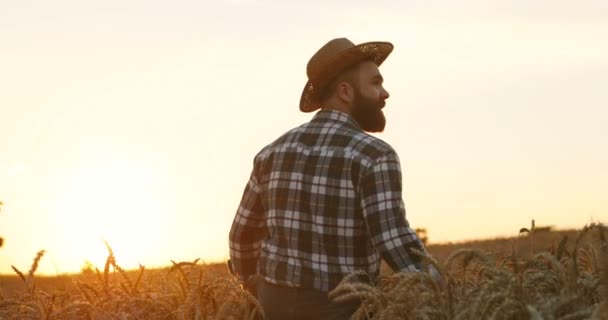 Achter Van Kaukasische Mannelijke Cultivator Wandelen Gouden Tarweveld Bij Zonsondergang — Stockvideo