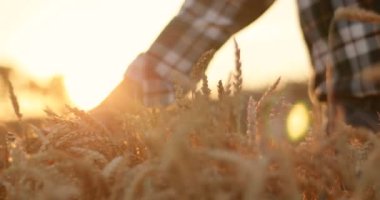 Kırsal kesimde altın tarlada buğday kulakları arasından koşan bir adamın yakın çekimi. Hasat. Beyaz erkek çiftçi gün batımında çiftlikte yürürken buğdaya dokunuyor. Hasat konsepti
