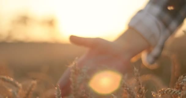 Kırsal Kesimde Altın Tarlada Buğday Kulakları Arasından Kaçan Beyaz Adamın — Stok video