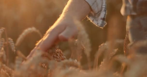 Közelkép Egy Emberről Amint Átfut Búzafüleken Miközben Farmon Sétál Aratási — Stock videók