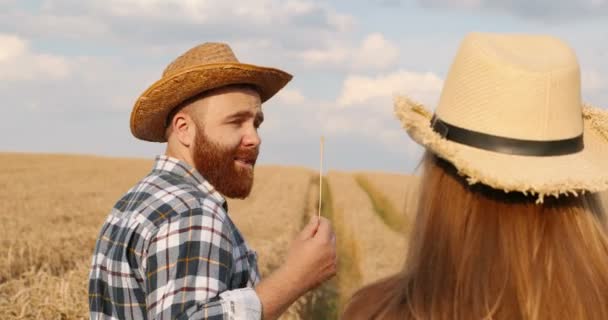 Közelkép Fehér Farmerekről Akik Aranybúzaföldön Sétálnak Beszélgetnek Hátul Egy Csinos — Stock videók