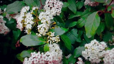 Arı, eşek arısı, hornet çiçek, ağır çekimde, yakından görmek, uçmak için tozlaşmak çiçekler, bahar geliyor, doğa koruma sürdürülebilirlik kavramı