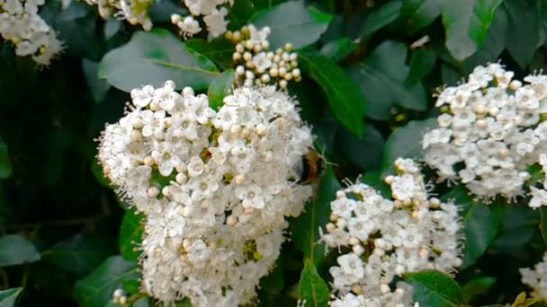 Bee Wasp Hornet Flower Fly Slow Motion Close View Pollinate — Stock Video