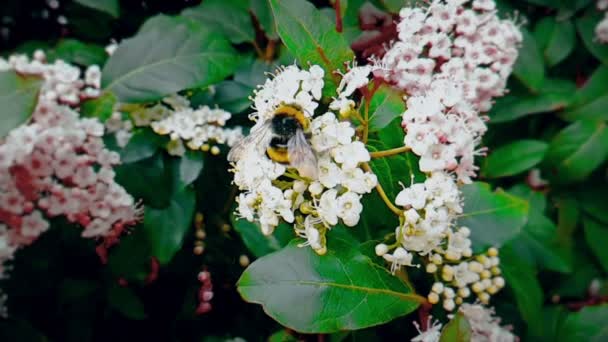 Geting Hornet Blomman Flyga Slow Motion Närbild För Pollinerar Blommorna — Stockvideo