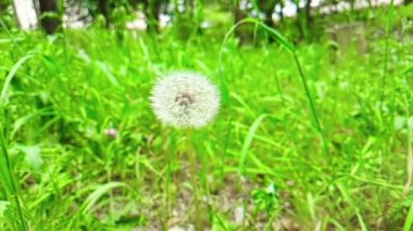 yumuşak beyaz çiçek karahindiba yeşil çim zemin üzerine kavram bahar geliyor, yavaş hareket