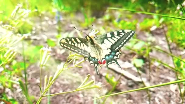 Cámara Lenta Mariposa Blanca Amarilla Que Recoge Néctar Una Flor — Vídeos de Stock