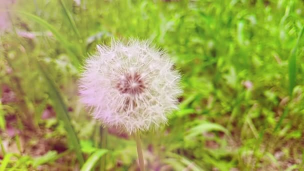 緑の草の背景にそっと白い花タンポポ 春の概念が来て 光の自然なフレアとスローモーションの動き — ストック動画