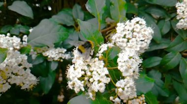 Arı, eşek arısı, hornet çiçek, ağır çekimde, yakından görmek, uçmak için tozlaşmak çiçekler, bahar geliyor, doğa koruma sürdürülebilirlik kavramı