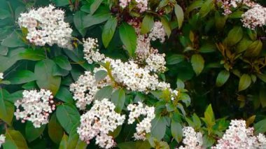 Arı, eşek arısı, hornet çiçek, ağır çekimde, yakından görmek, uçmak için tozlaşmak çiçekler, bahar geliyor, doğa koruma sürdürülebilirlik kavramı