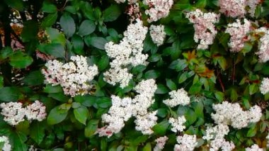 Arı, eşek arısı, hornet çiçek, ağır çekimde, yakından görmek, uçmak için tozlaşmak çiçekler, bahar geliyor, doğa koruma sürdürülebilirlik kavramı