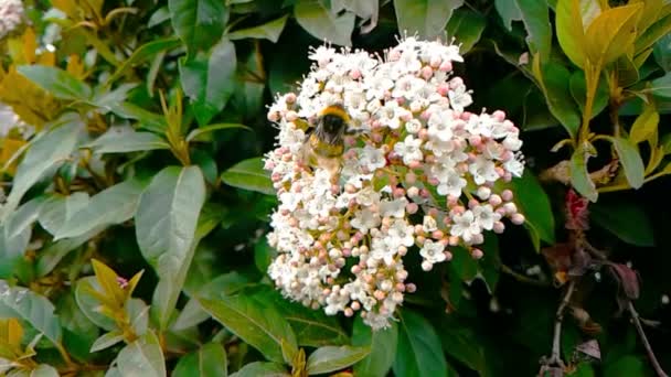 Abeja Avispa Avispón Flor Volar Cámara Lenta Vista Cerca Para — Vídeos de Stock