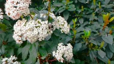 Arı, eşek arısı, hornet çiçek, ağır çekimde, yakından görmek, uçmak için tozlaşmak çiçekler, bahar geliyor, doğa koruma sürdürülebilirlik kavramı