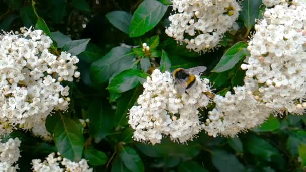 Μέλισσα Σφήκα Σφήκα Στο Λουλούδι Πετούν Αργή Κίνηση Γκρο Πλαν — Αρχείο Βίντεο