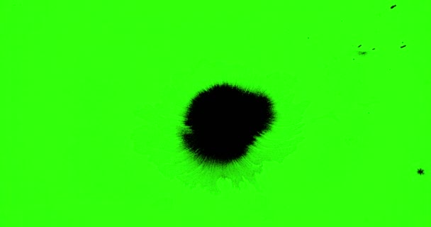 Абстрактная Кисть Мазка Форма Черные Чернила Брызги Течет Стирка Хрома — стоковое видео