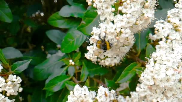 Geting Hornet Blomman Flyga Slow Motion Närbild För Pollinerar Blommorna — Stockvideo