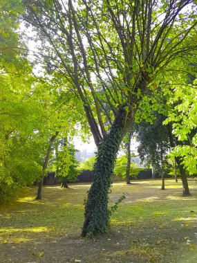 Orman ağaçları ve renkli yeşil yaprakları yaz gökyüzüne güneş patlaması ışınları Orman Doğa arka plan, doğa kavramı üzerinde uçan ile