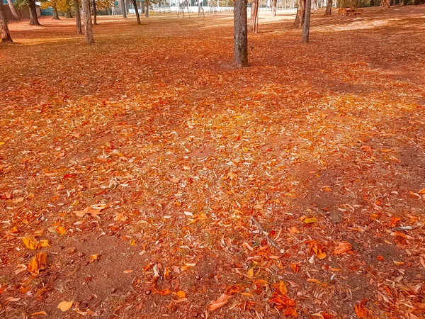 Лесные Деревья Красочные Желтые Красные Осенние Листья Дневном Небе Солнечными — стоковое фото