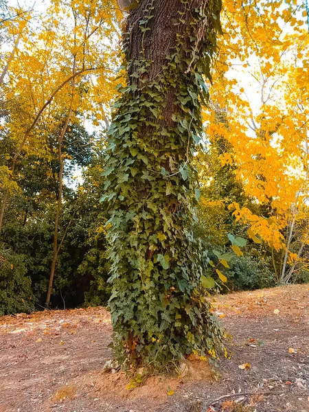 Bosbomen Kleurrijke Gele Rode Herfstbladeren Bij Daglicht Hemel Met Zonnestralen — Stockfoto