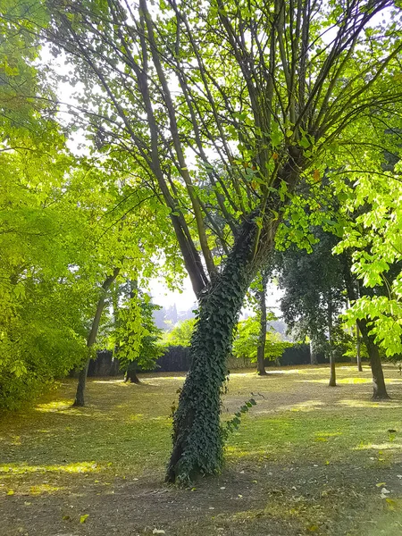 Orman ağaçları ve renkli yeşil yaprakları yaz gökyüzüne güneş patlaması ışınları Orman Doğa arka plan, doğa kavramı üzerinde uçan ile