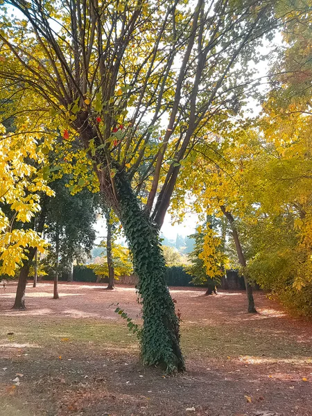 Arbres Forestiers Feuilles Automne Colorées Jaunes Rouges Ciel Lumière Jour — Photo