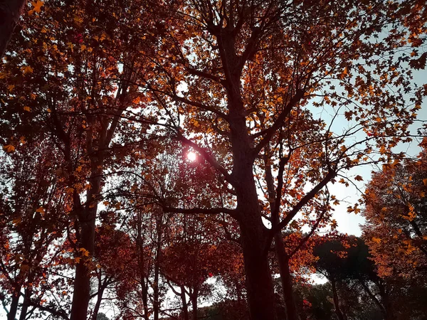 Bosque Árboles Silueta Cielo Puesta Del Sol Con Rayos Sol — Foto de Stock