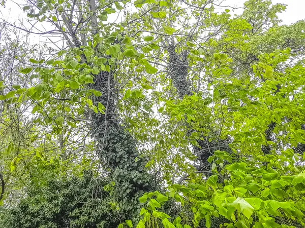 Лесные Деревья Разноцветные Зеленые Листья Дневном Небе Солнечными Вспышками Летящими — стоковое фото