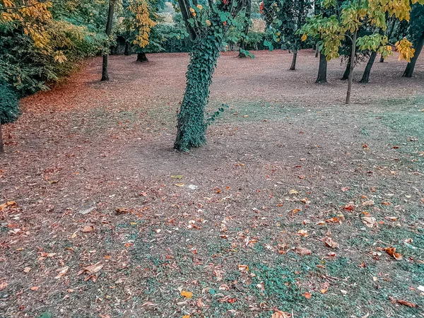 Waldbäume Und Bunte Gelbe Und Rote Herbstblätter Taghimmel Mit Sonnenstrahlen — Stockfoto