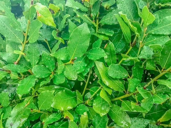 Arka Planda Yeni Sezon Kavramı Doğada Doku Ile Yeşil Yaprakların — Stok fotoğraf